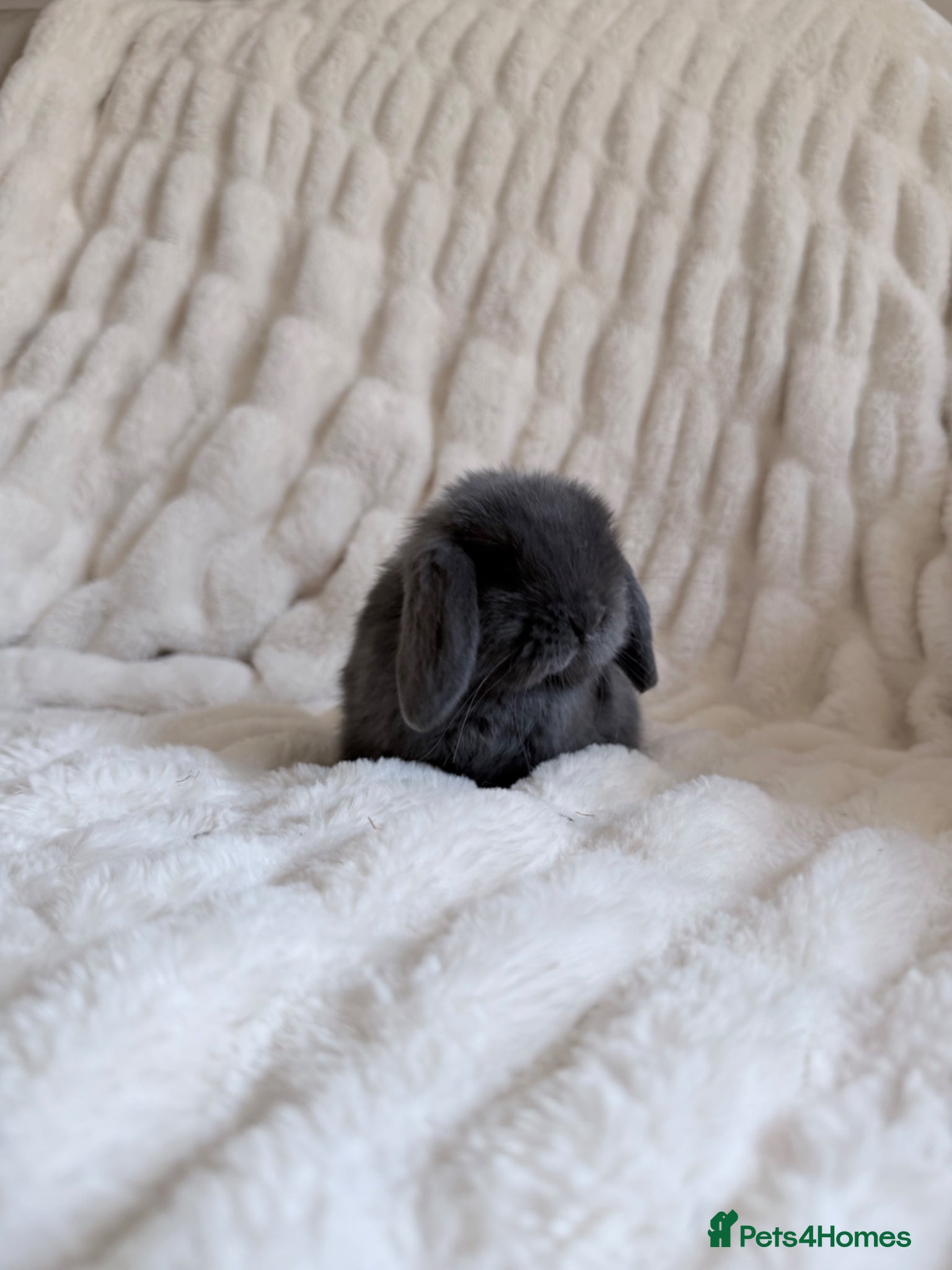 Mini Lop rabbits Mini Lop Doe - Advert 12