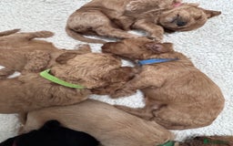 Cockapoo dogs for sale: Adorable cockapoo puppies for sale  - Image 11
