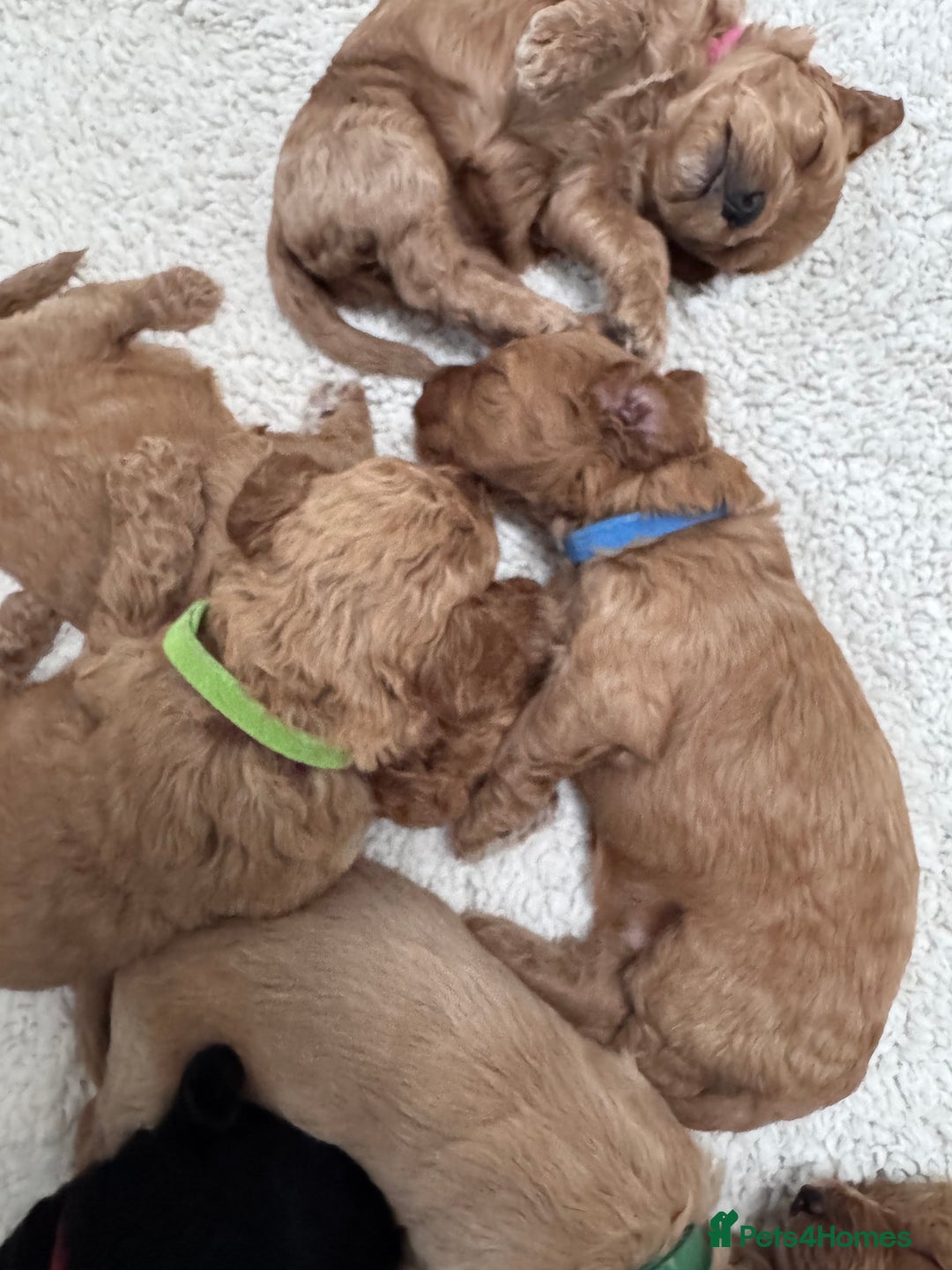 Cockapoo dogs for sale: Adorable cockapoo puppies for sale  - Image 11