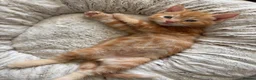 Mixed Breed cats for sale: Ready Saturday - Gorgeous Ragdoll X Ginger Kitten - Advert 5