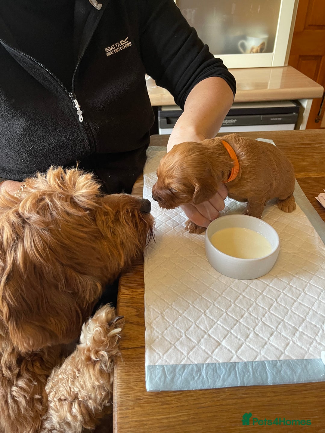 Australian Labradoodle dogs for sale: 100% Pure bred Australian Labradoodle - Advert 34