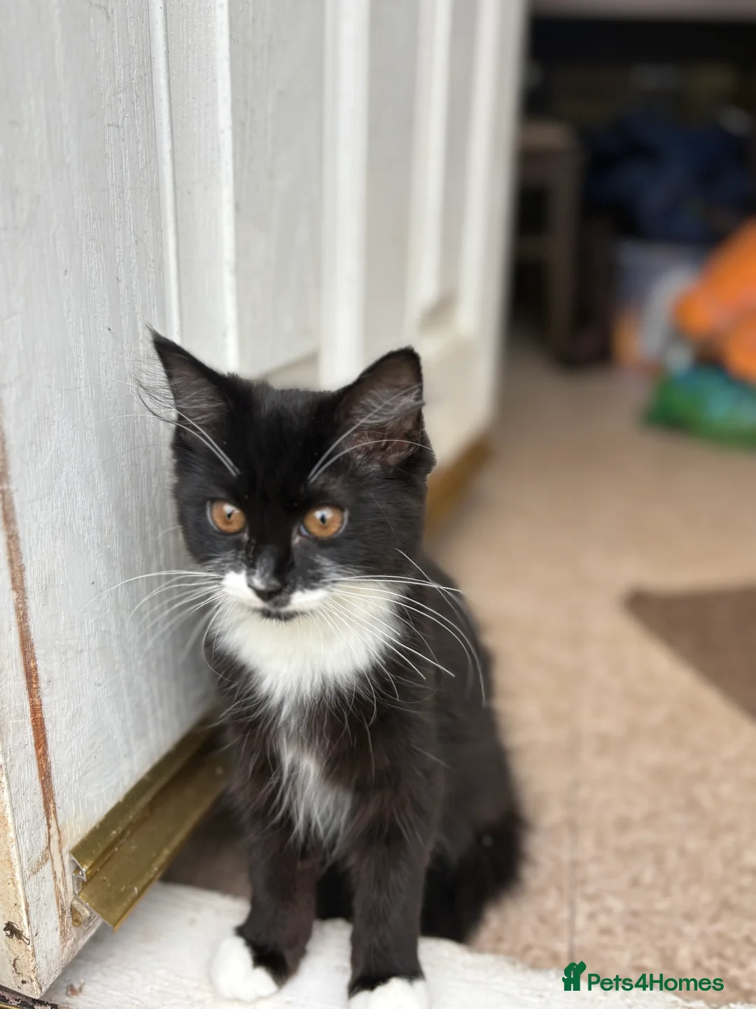 Mixed Breed cats for sale: Long haired kitten for sale  in Nottingham - Advert 2