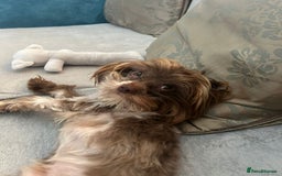 Yorkshire Terrier dogs for adoption: 💙🐶 COCO 🐶💙 - Image 11