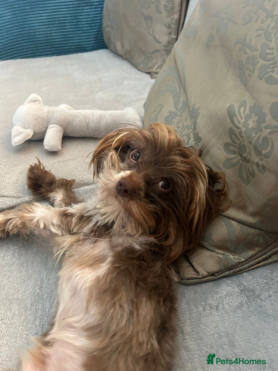 Yorkshire Terrier dogs for adoption: 💙🐶 COCO 🐶💙 - Image 11