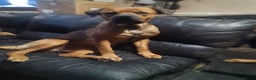 Mixed Breed dogs for sale: Masakiweiler pups - Advert 2