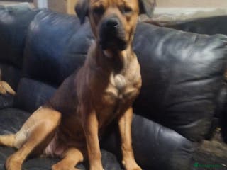 Mixed Breed dogs Masakiweiler pups - Advert 3