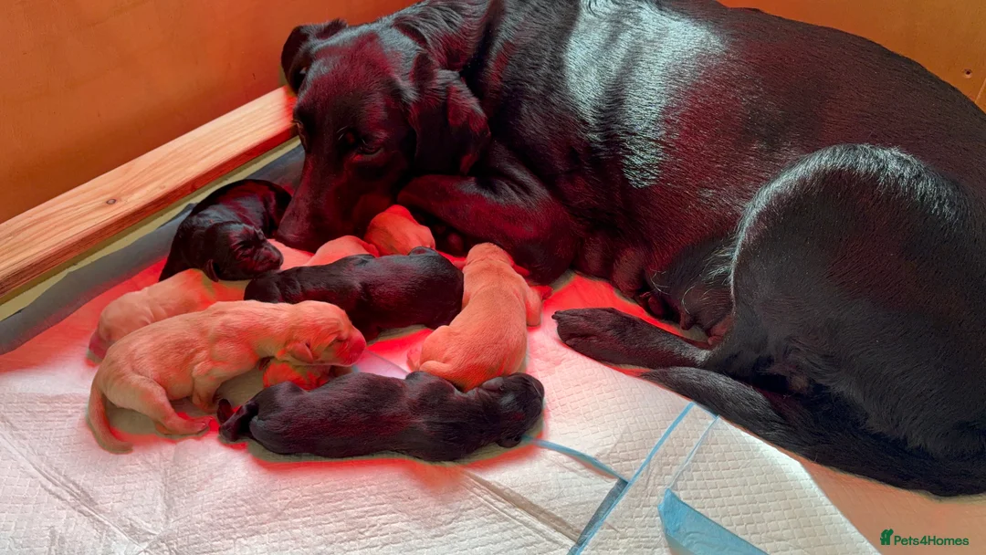 Labrador Retriever dogs for sale: KC reg health tested 2 left in Ashtead - Advert 2