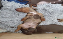 Dachshund dogs for sale: Miniature Daschund - Image 10