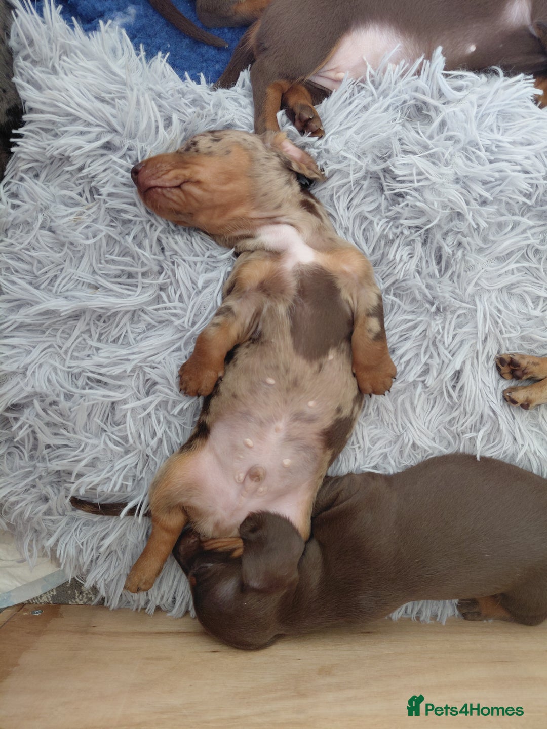 Dachshund dogs for sale: Miniature Daschund - Image 10