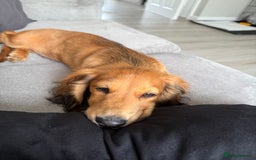 Dachshund dogs for sale: Miniature long haired dachshund  - Image 5