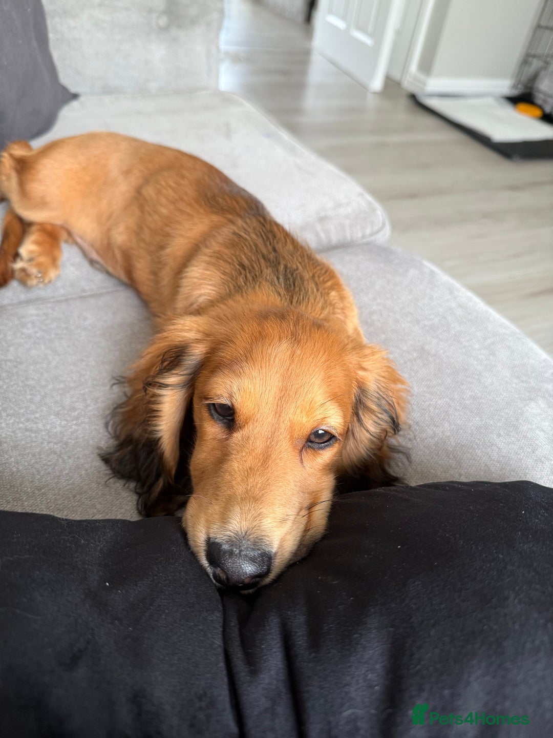 Dachshund dogs for sale: Miniature long haired dachshund  - Image 5