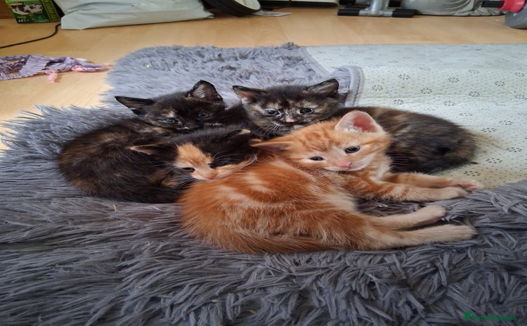 Mixed Breed cats - Advert 1
