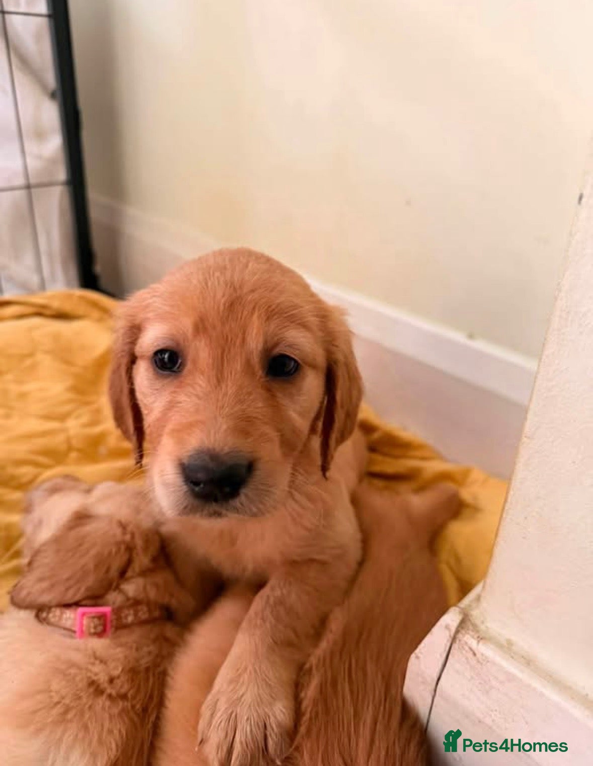 Golden Retriever dogs Golden retriever KC puppies (7)  - Advert 2