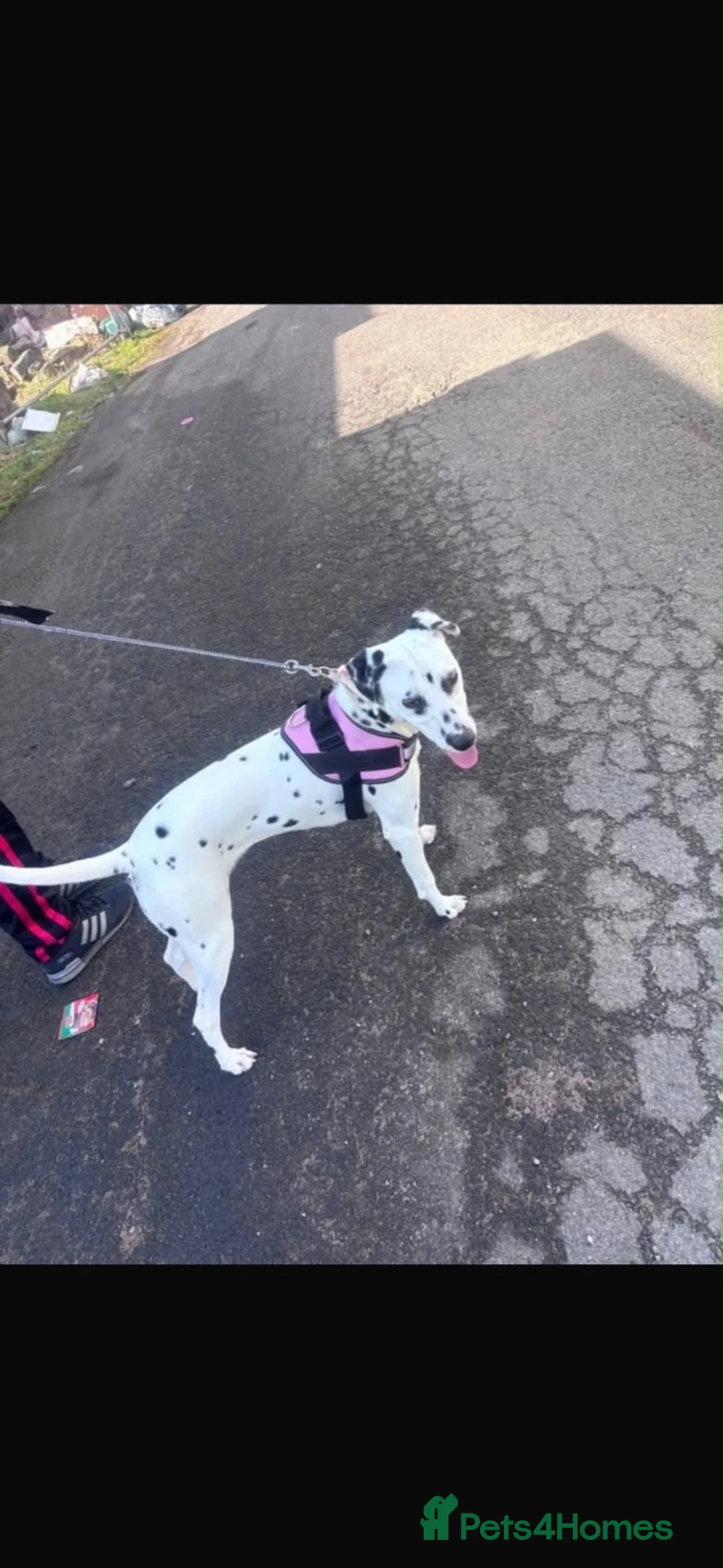 Dalmatian dogs for sale: Dalmation dog for sale - Advert 2