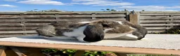 French Lop rabbits for sale: 2 x Agouti Butterfly French Lops - Advert 3
