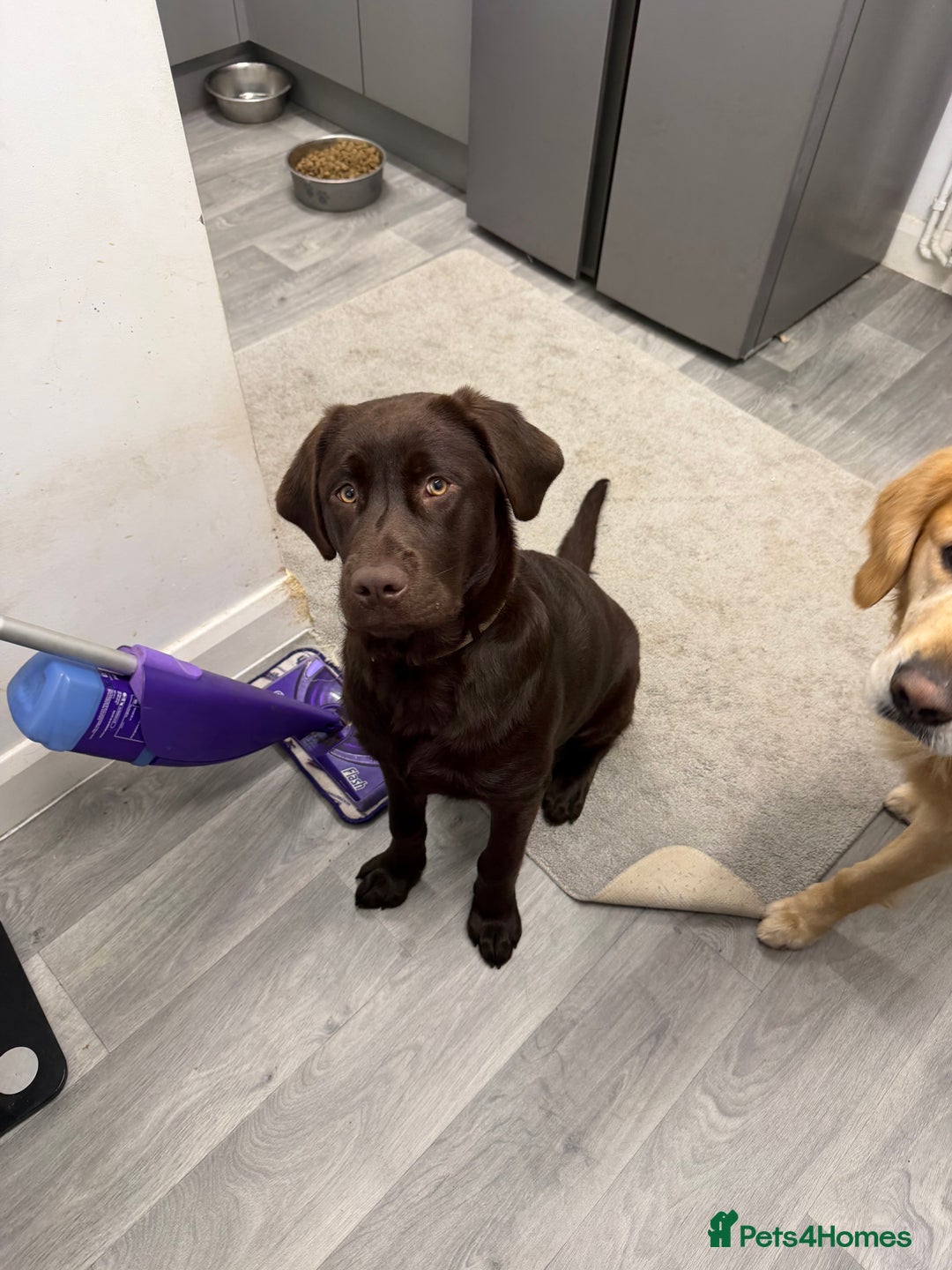 month Labrador Newfoundland for sale in Belper Pets4Homes