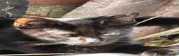 Mixed Breed cats for sale: Kittens  - Advert 4