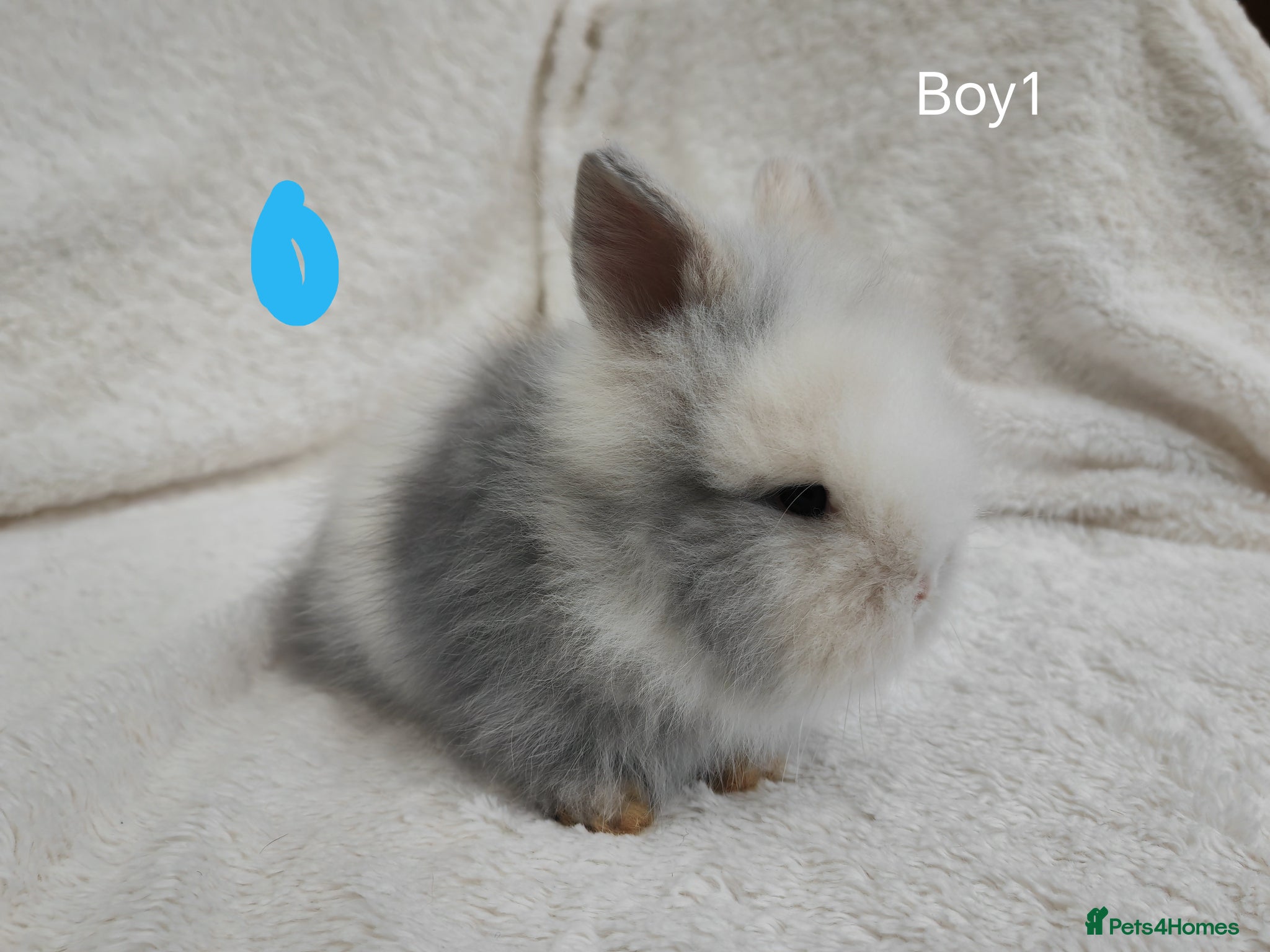 Lionhead rabbits Double mane lionhead rabbits seal point - Advert 11