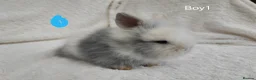 Lionhead rabbits for sale: Double mane lionhead rabbits seal point - Advert 18