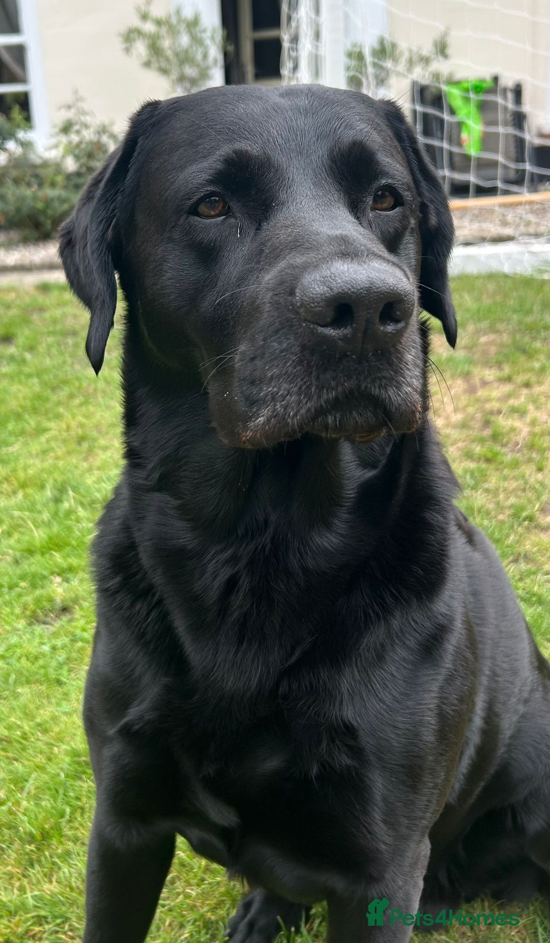 Labrador Retriever dogs for sale: Beautiful black Labrador puppies  - Image 13