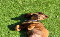 Miniature Dachshund dogs for stud: STUD ONLY  - Image 11