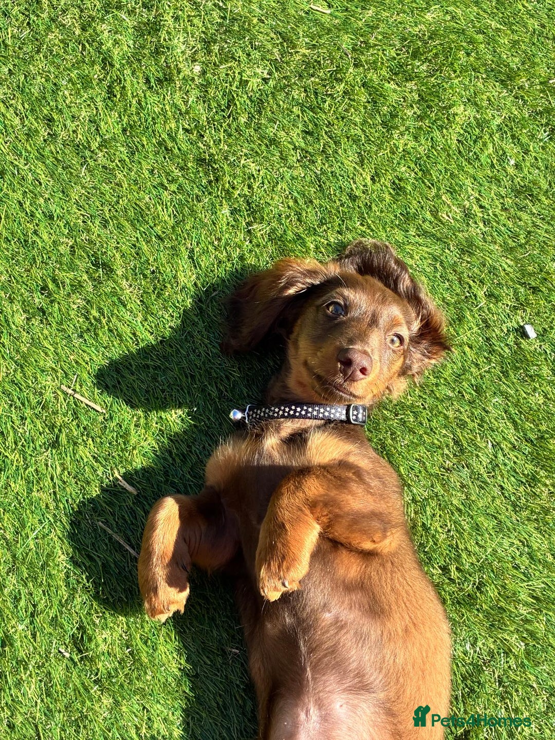 Miniature Dachshund dogs for stud: STUD ONLY  - Image 11
