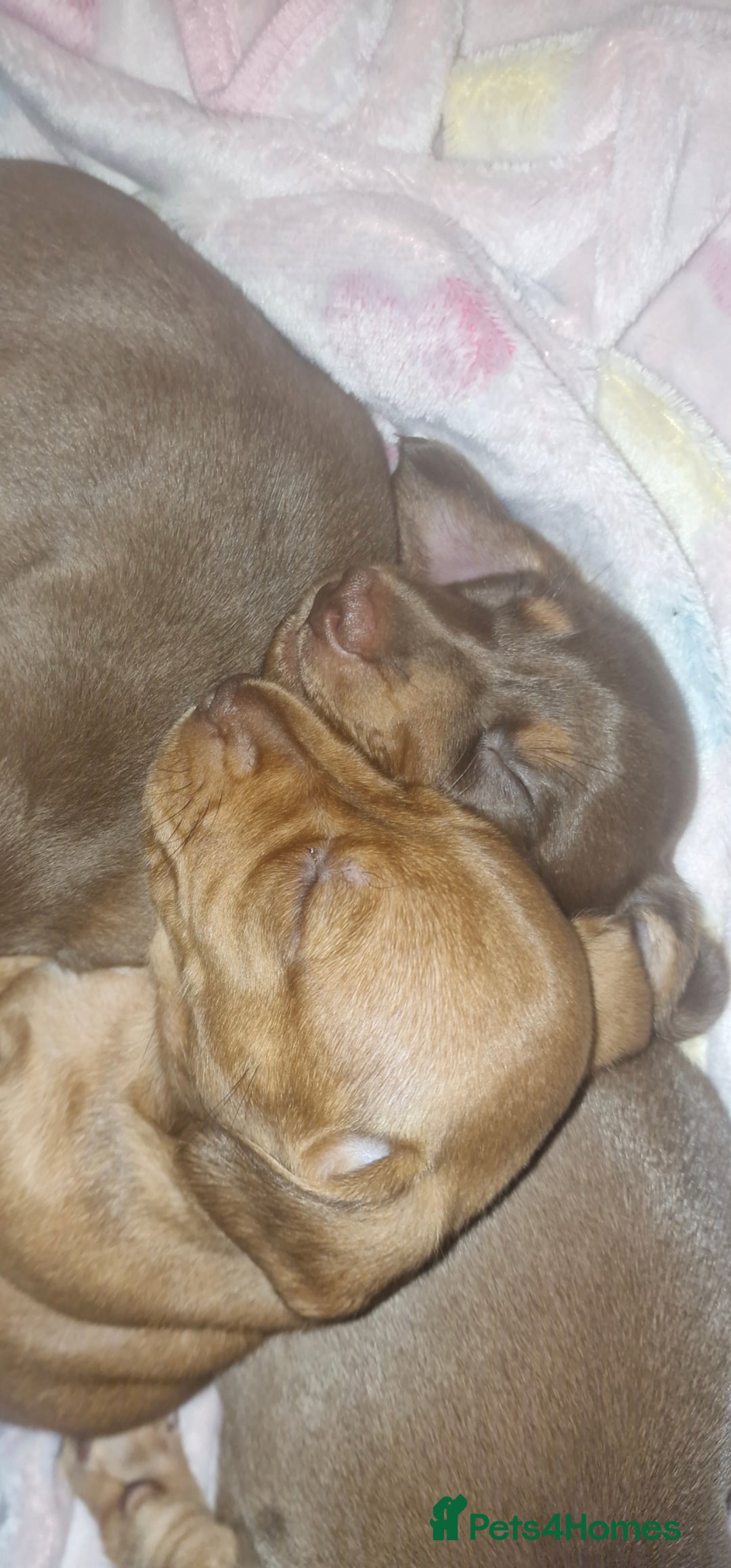 Dachshund dogs for sale: Dashund puppies - Advert 4