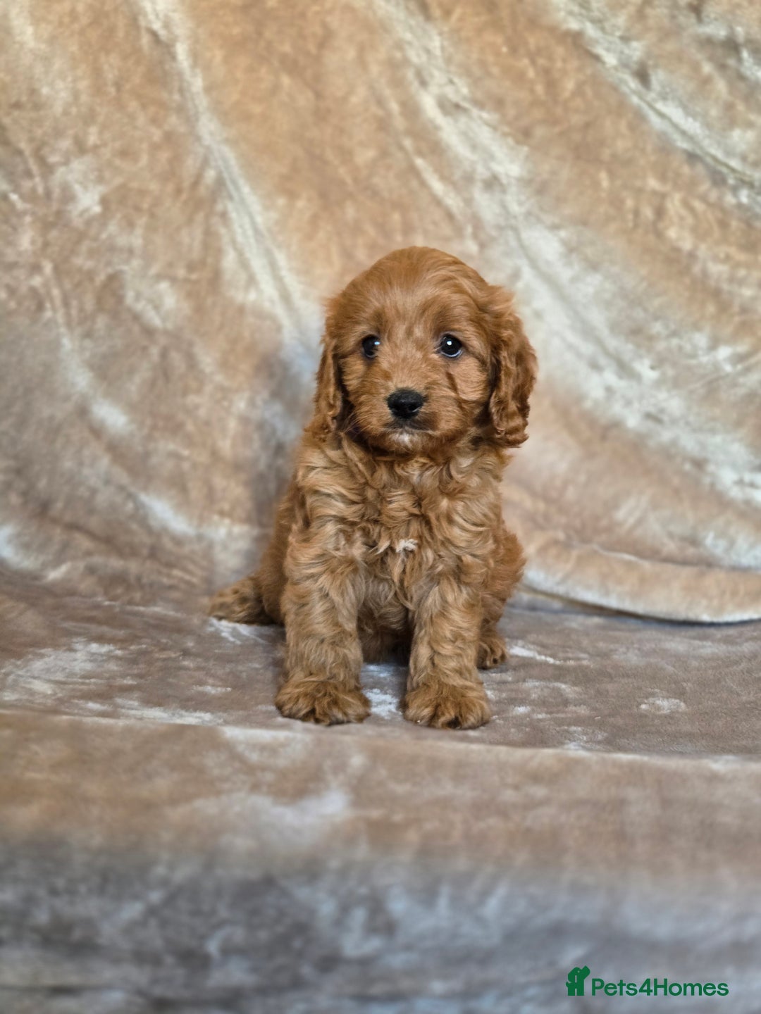Cavapoo dogs for sale: Gorgeous Fox Red Cavapoo health tested parents  - Image 22