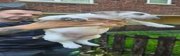 American Bully dogs for sale: American Bully Standard  - Advert 8