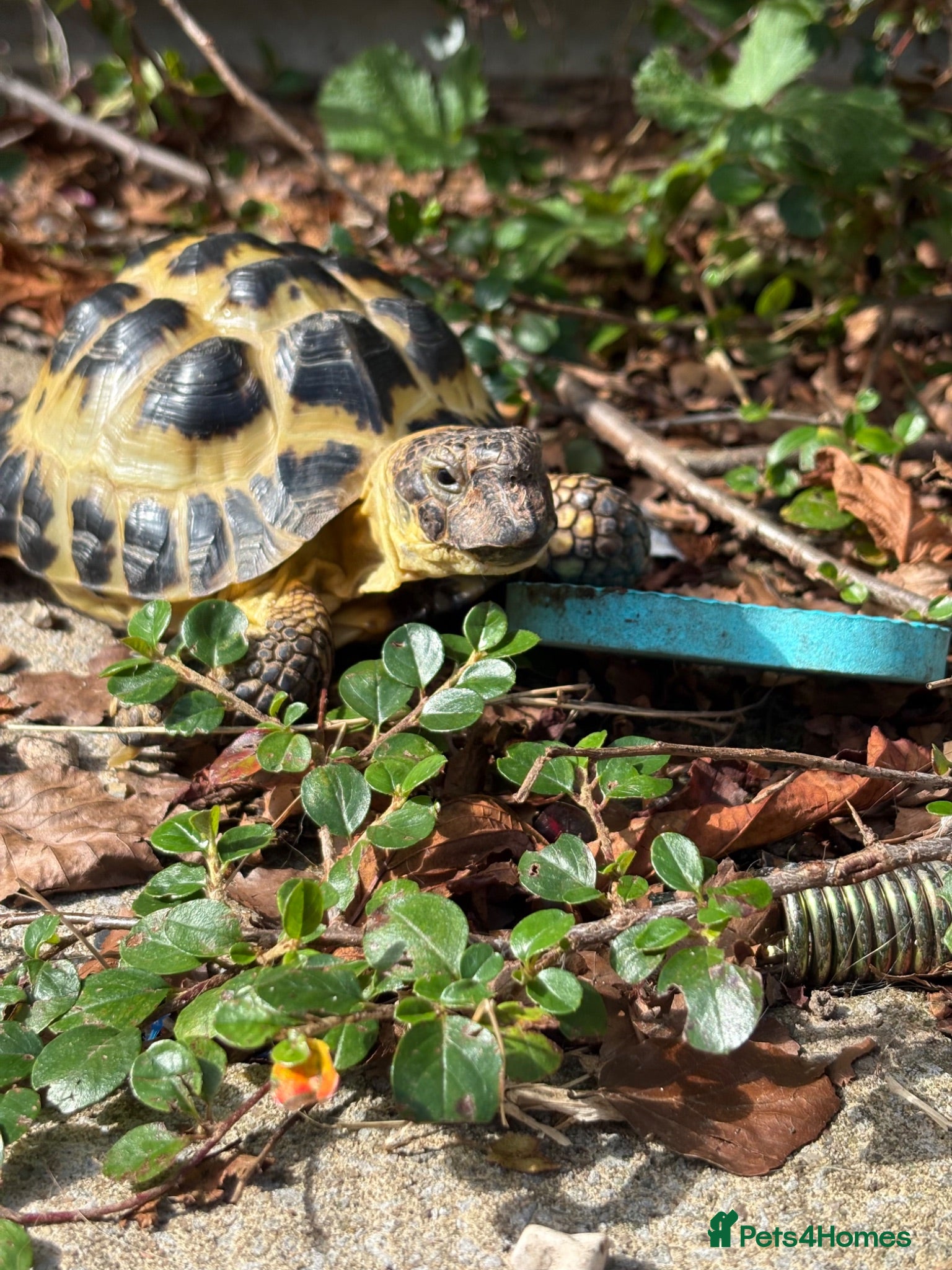 Tortoise reptiles Tortoise for sale - Advert 5