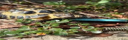 Tortoise reptiles for sale: Tortoise for sale - Advert 1