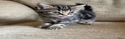 Mixed Breed cats for sale: 3 Bengal/Maincoon/Tabby kittens for loving home - Advert 9