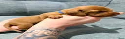 Miniature Dachshund dogs for sale: Beautiful KC Registered Puppies – 6 Boys & 1 Girl - Advert 15