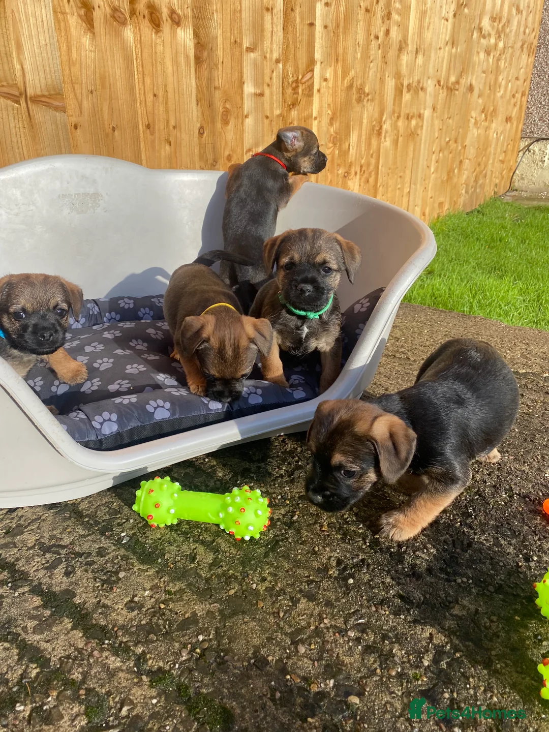 Border Terrier dogs for sale: ⭐️BORDER TERRIER PUPPIES  - Advert 26