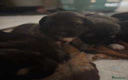 Caucasian Shepherd Dog dogs for sale: Caucasian Shepherds  - Advert 4