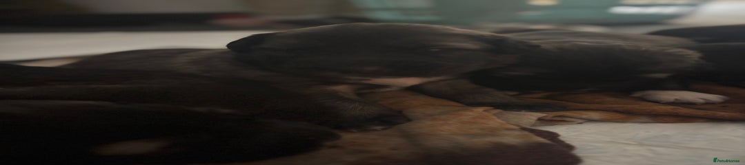 Caucasian Shepherd Dog Puppy WHITE