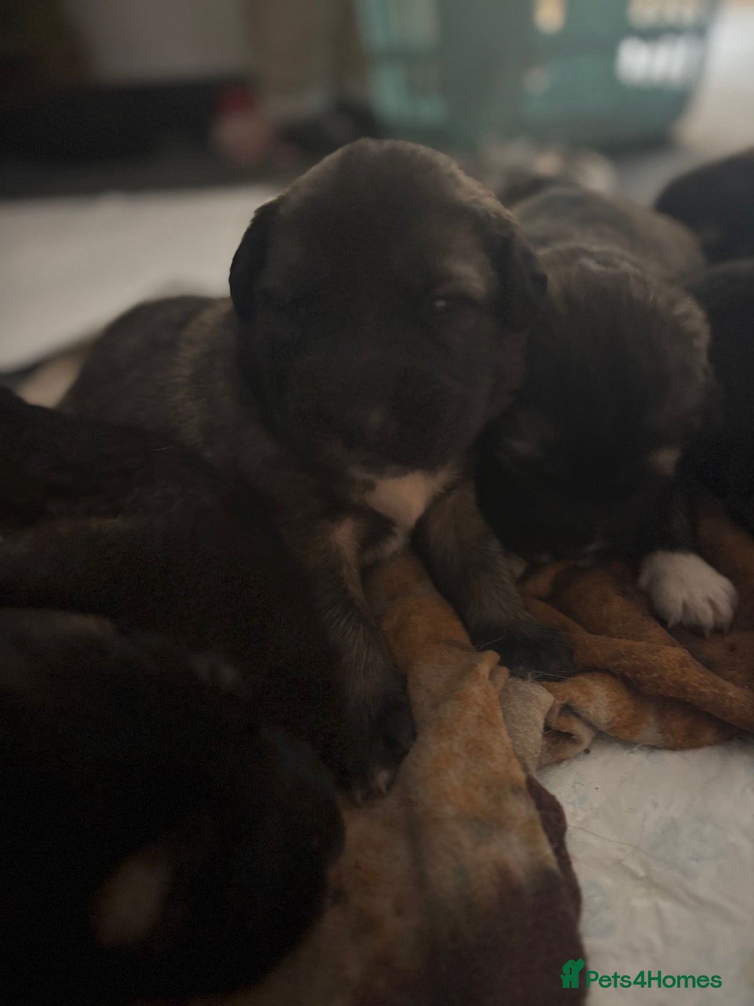 Caucasian Shepherd Dog dogs for sale: Caucasian Shepherds  - Advert 4