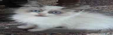 Siberian 1