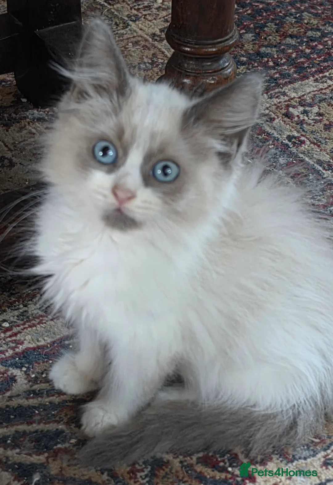 Siberian cats for sale: GORGEOUS REGISTERED SIBERIAN BOYS - Advert 2