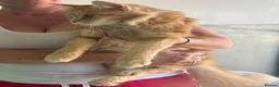 Maine Coon cats for sale: Active TICA RARE Ginger Female - Advert 8