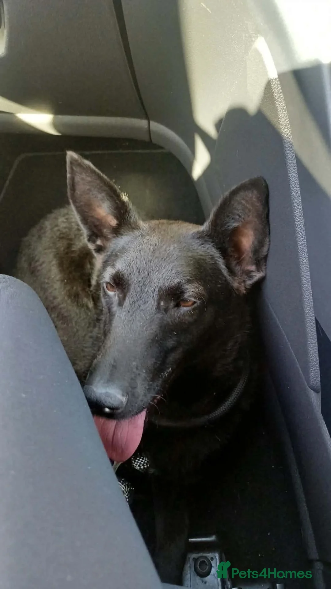 Mixed Breed dogs for adoption: Meet Dita ❤️  in Stockton-on-Tees - Advert 2