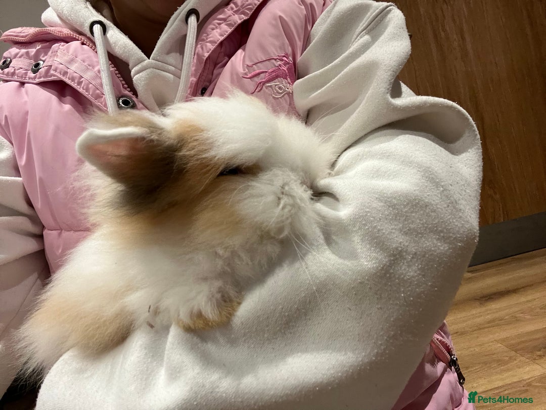 Lionhead rabbits for sale: Lionhead bunnies  - Image 2