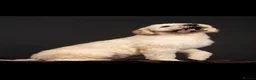 Goldendoodle dogs for stud: Goldendoodle stud Freddie - Advert 3