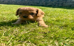 Cavalier King Charles Spaniel dogs for sale: Stunning cavalier King Charles spaniel puppies. - Image 25