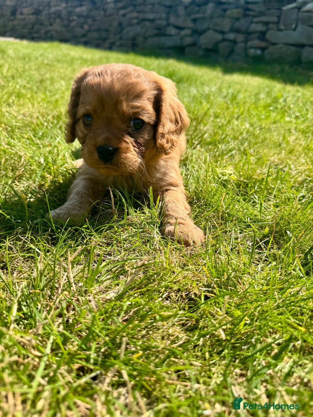 Cavalier King Charles Spaniel dogs for sale: Stunning cavalier King Charles spaniel puppies. - Image 25