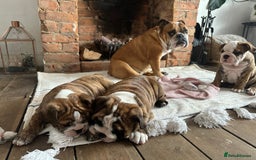 English Bulldog dogs for sale: READY NOW! vaccinated microchipped KC Bulldog pups in Rochford - Image 5