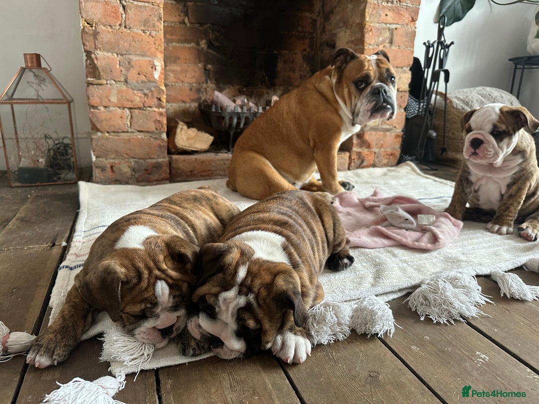 English Bulldog dogs for sale: READY NOW! vaccinated microchipped KC Bulldog pups in Rochford - Image 5