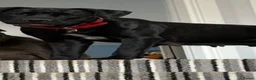 Cane Corso dogs for sale: Cane corso puppies - Advert 40