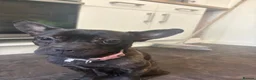 Mixed Breed dogs for sale: frenchie chow mix  - Advert 3