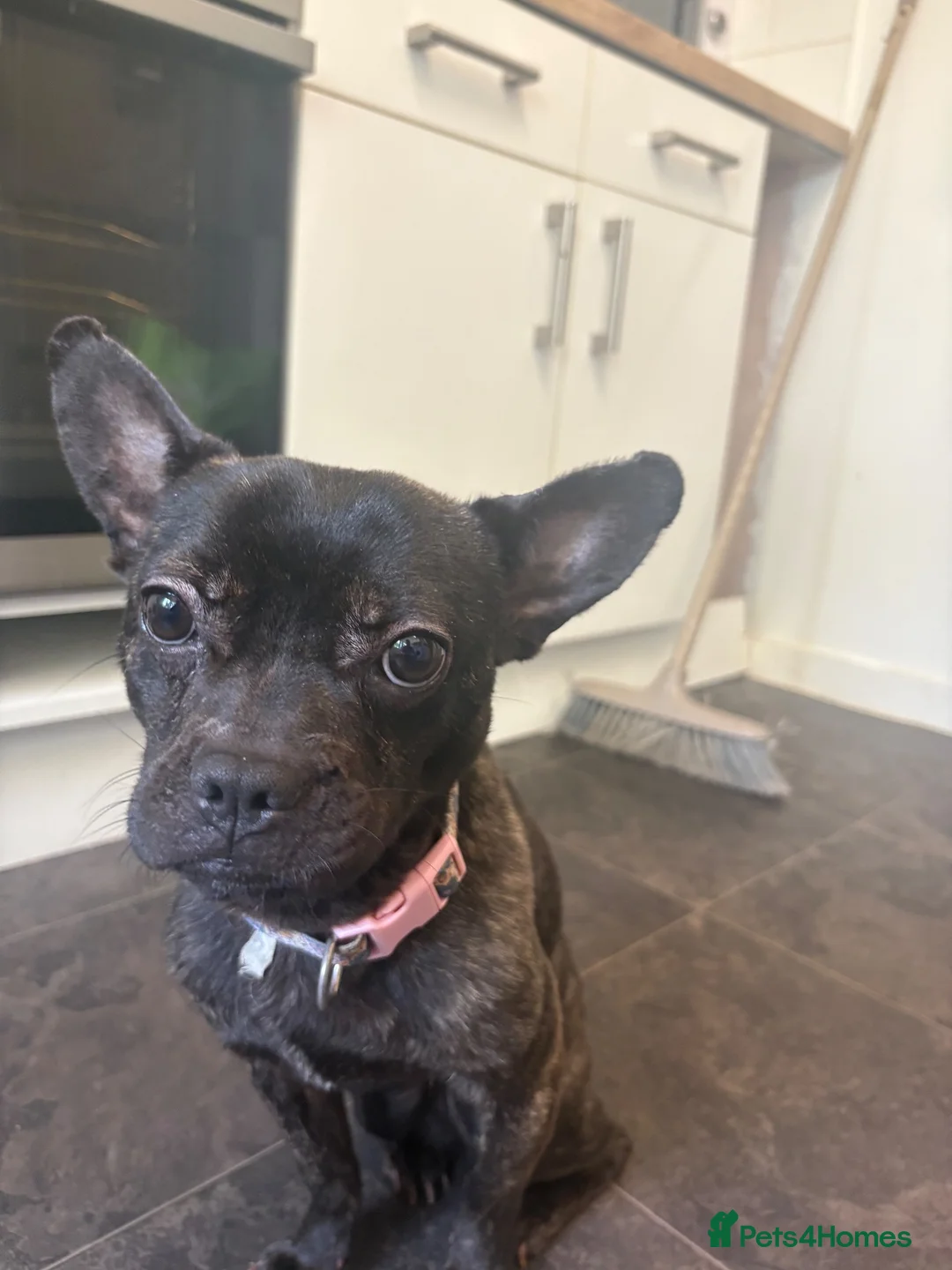 Mixed Breed dogs for sale: frenchie chow mix  - Advert 3